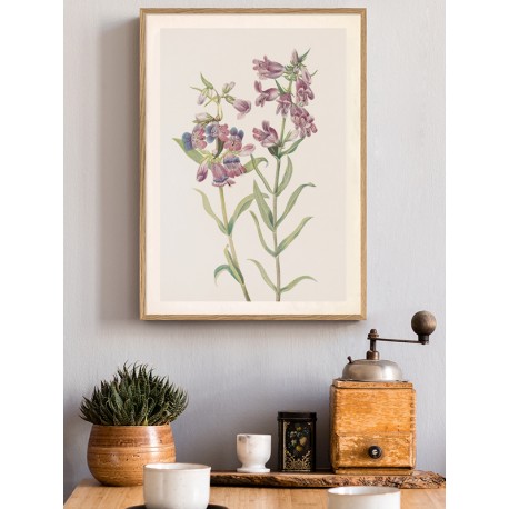 Постер "Prairie Pentstemon. Botanical flowers"