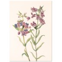 Постер "Prairie Pentstemon. Botanical flowers"