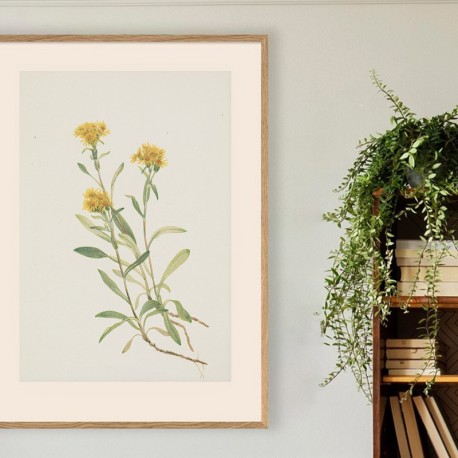 Постер "Sidesaddle Goldenrod. Botanical flowers"