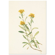 Постер "Sidesaddle Goldenrod. Botanical flowers"