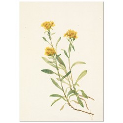 Постер "Sidesaddle Goldenrod. Botanical flowers"