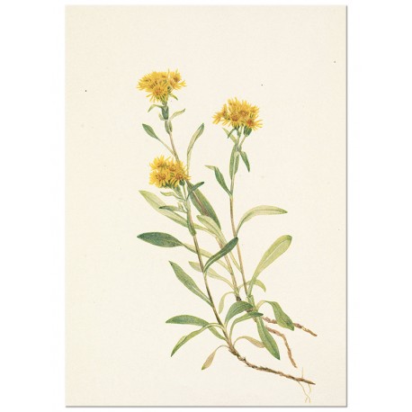 Постер "Sidesaddle Goldenrod. Botanical flowers"