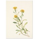 Постер "Sidesaddle Goldenrod. Botanical flowers"