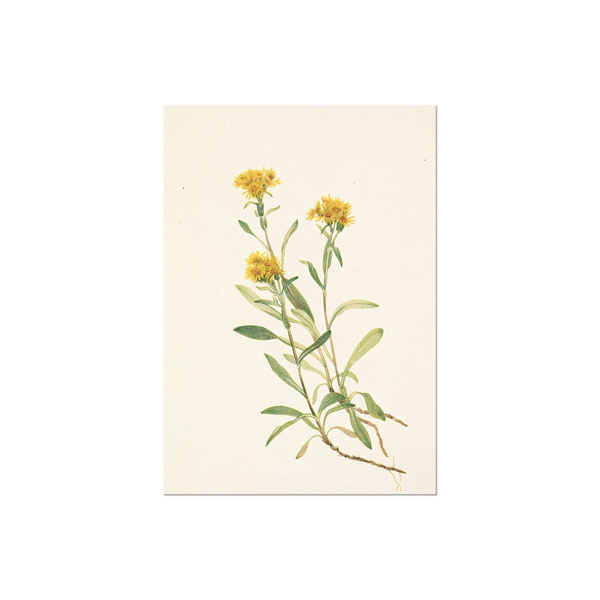 Постер "Sidesaddle Goldenrod. Botanical flowers"