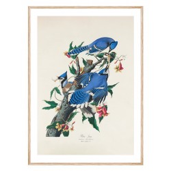 Постер "Голубая сойка. Одюбон Джеймс Джон. 1830 г."