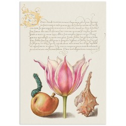 Комплект постеров "Botanical. Flowers"