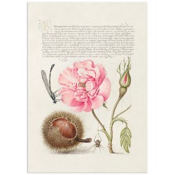 Комплект постеров "Botanical. Flowers"