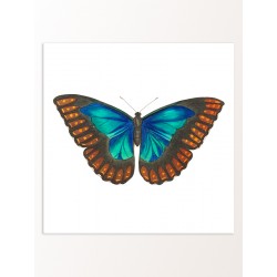 Комплект постеров "Botanical. Butterflies"