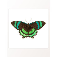 Комплект постеров "Botanical. Butterflies"