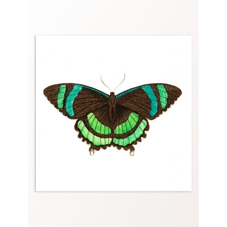 Комплект постерів "Botanical. Butterflies"