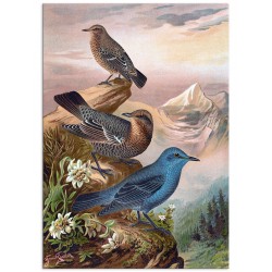 Комплект постеров "Botanical. Psychedelic birds"