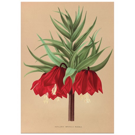Комплект постеров "Botanical. Flowers" Комплект постеров "Botanical. Flowers"