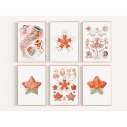 Комплект постеров "Botanical. Nautical"