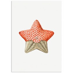 Комплект постеров "Botanical. Nautical"