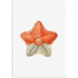 Комплект постерів "Botanical. Nautical"