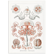 Комплект постеров "Botanical. Nautical"