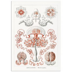 Комплект постерів "Botanical. Nautical"