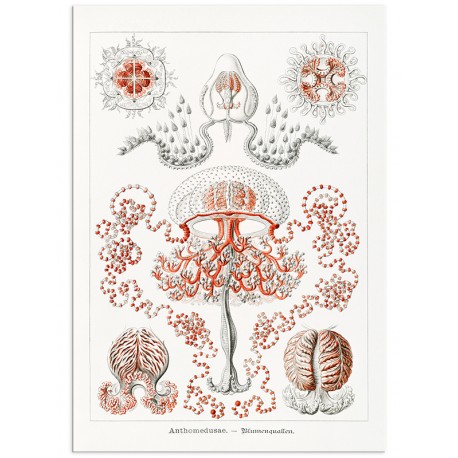 Комплект постеров "Botanical. Nautical"