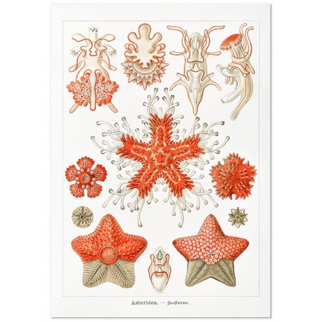 Комплект постерів "Botanical. Nautical" Комплект постерів "Botanical. Nautical"