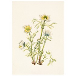 Комплект постеров "Botanical. Flowers"