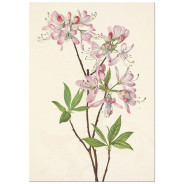 Комплект постеров "Botanical. Flowers"