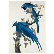 Комплект постеров "Botanical. Birds"