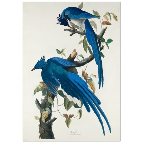 Комплект постеров "Botanical. Birds"