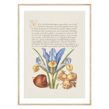 Комплект постеров в рамках "Flowers. Botany" Комплект постеров в рамках "Flowers. Botany"