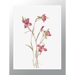 Комплект постерів в рамках "Botanical. Flowers"