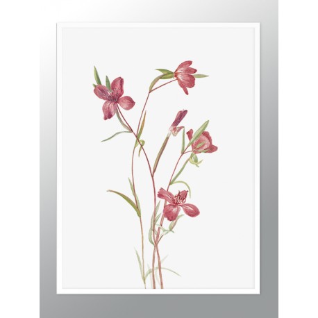 Комплект постеров в рамках "Botanical. Flowers"