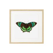 Комплект постеров в рамках "Botanical. Butterfly"