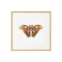 Комплект постеров в рамках "Botanical. Butterfly" Комплект постеров в рамках "Botanical. Butterfly"