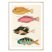 Комплект постеров в рамках "Botanical. Fish"