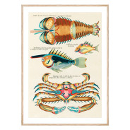 Комплект постеров в рамках "Botanical. Fish"