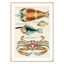 Комплект постерів в рамках "Botanical. Fish"