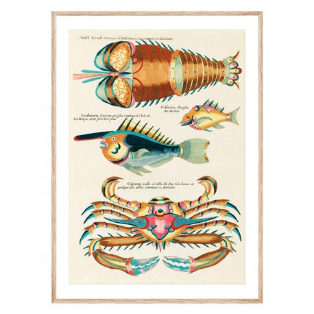 Комплект постеров в рамках "Botanical. Fish" Комплект постеров в рамках "Botanical. Fish"