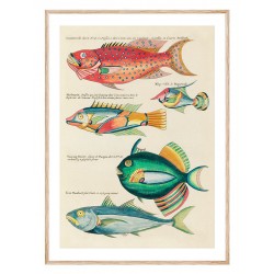 Комплект постеров в рамках "Botanical. Fish"