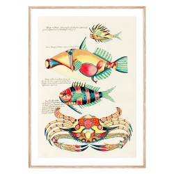 Комплект постеров в рамках "Botanical. Fish"