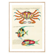 Комплект постеров в рамках "Botanical. Fish"