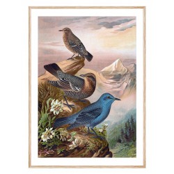 Комплект постеров в рамках "Botanical. Birds"