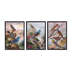 Комплект постеров в рамках "Botanical. Birds"