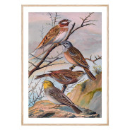 Комплект постеров в рамках "Botanical. Birds"