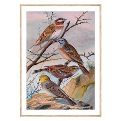 Комплект постерів в рамках "Botanical. Birds"