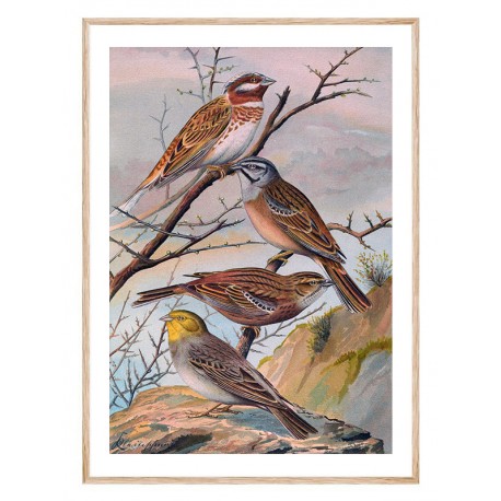 Комплект постеров в рамках "Botanical. Birds"