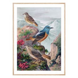 Комплект постеров в рамках "Botanical. Birds"