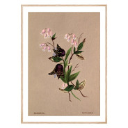 Комплект постерів в рамках "Botanical. Flowers"
