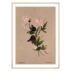 Комплект постеров в рамках "Botanical. Flowers"