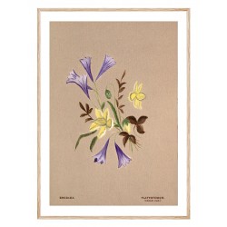 Комплект постеров в рамках "Botanical. Flowers"