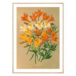 Комплект постеров в рамках "Botanical. Flowers"