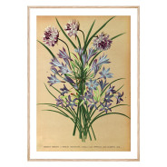 Комплект постерів в рамках "Botanical. Flowers"